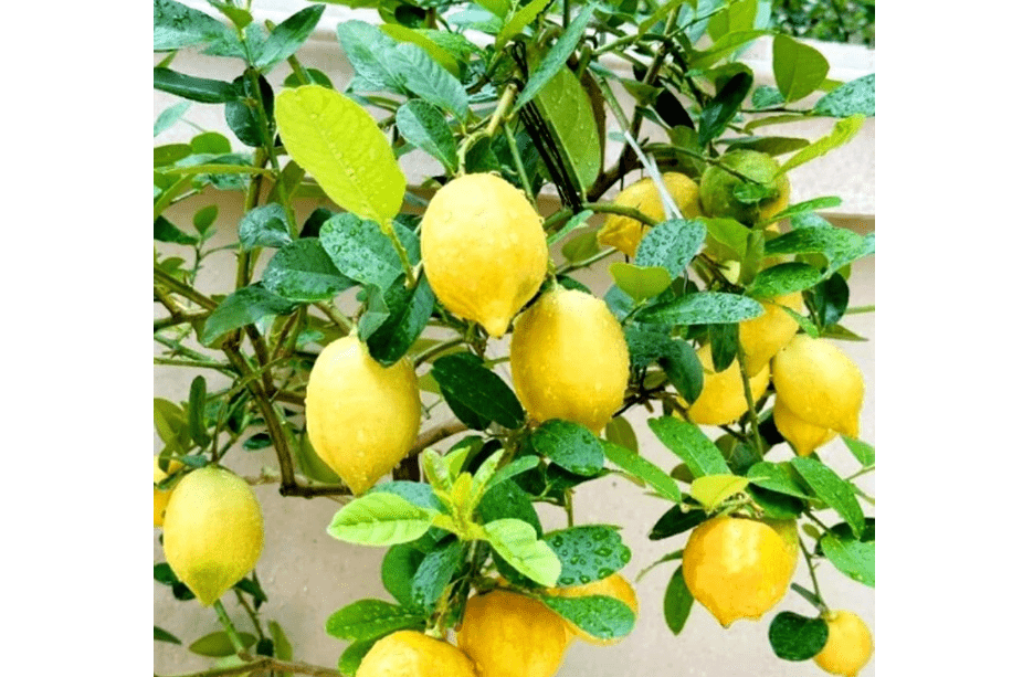 
30PCS Meyer Lemon Seeds Delicious Fruit Citrus Fruit Garden Tree Seeds Heirloom
