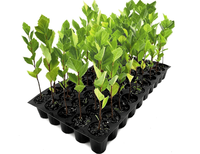  American Sycamore | 3 Live Trees | Platanus occidentalis | Fast-Growing Shade Plants | Privacy Enhancing Greenery for Expansive Landscape