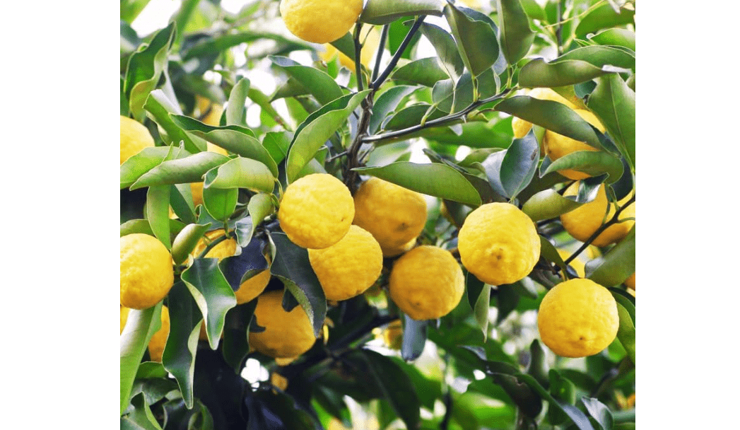 
Bears Lemon Tree, Lemon Trees Live Plants, 3 to 4 Feet Tall Ready to Plant, Perennial Fruit Tree Liv