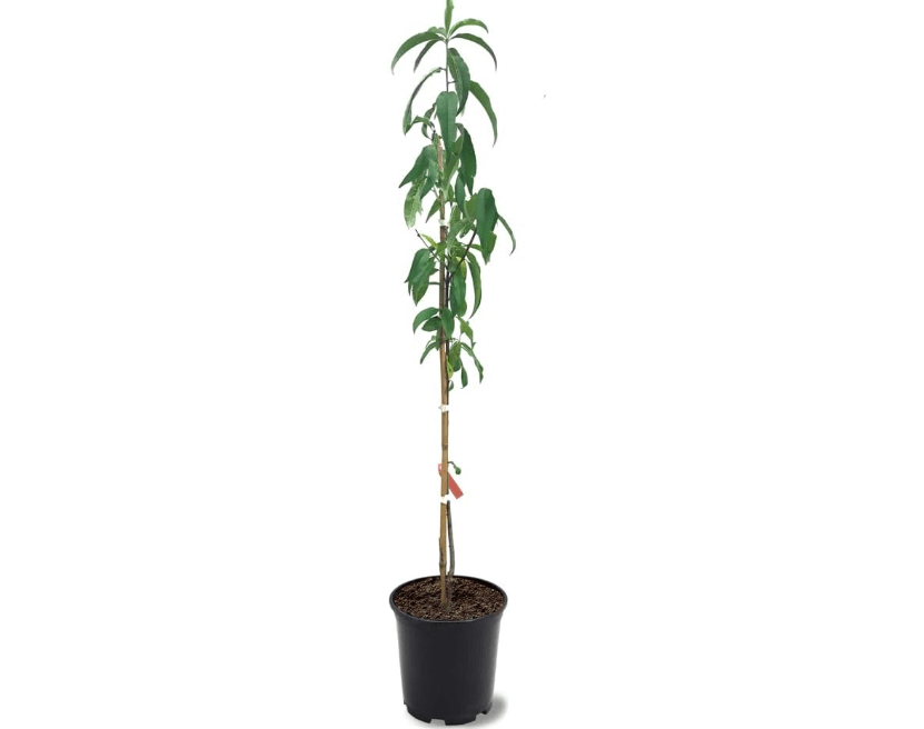 
Belle of Georgia Peach Tree, Cold Hardy, Deciduous, Self-Pollinator, 1 gal Nursery Pot, 1-2 ft Tree Height (Due to Agricultural Laws, we Cannot Ship to 
