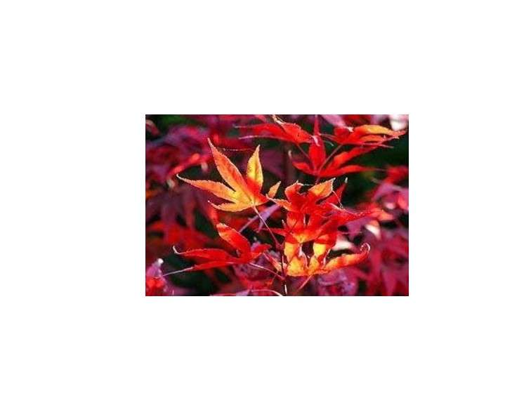 Fireglow Japanese Maple 2 - Year Graft
