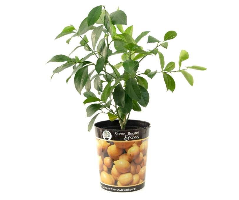 Garden State Bulb Meyer Lemon Tree, Citrus Live Plant (1 Gallon Growers Pot) Cannot Ship FL, AZ, CA, TX, LA
