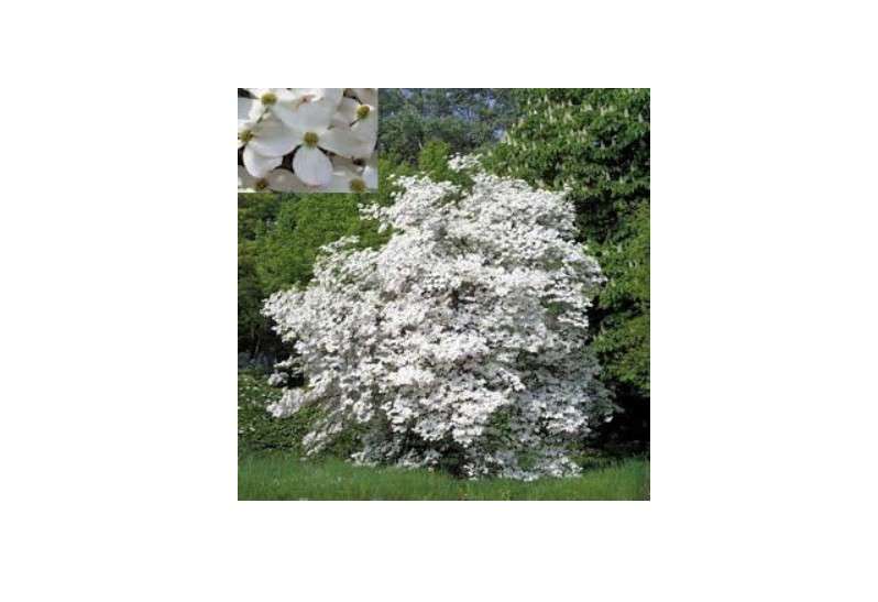 FLOWERING DOGWOOD CORNUS FLORIDA 10 seeds by Tropical Oasis