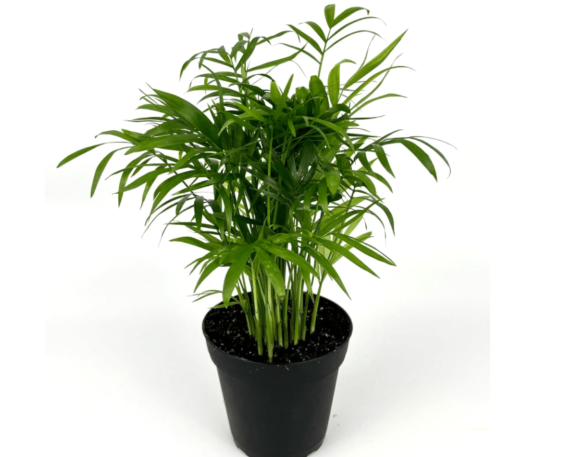  Chamaedorea Elegans Parlor Palm, Neanthe Bella Palm in 4" Pot