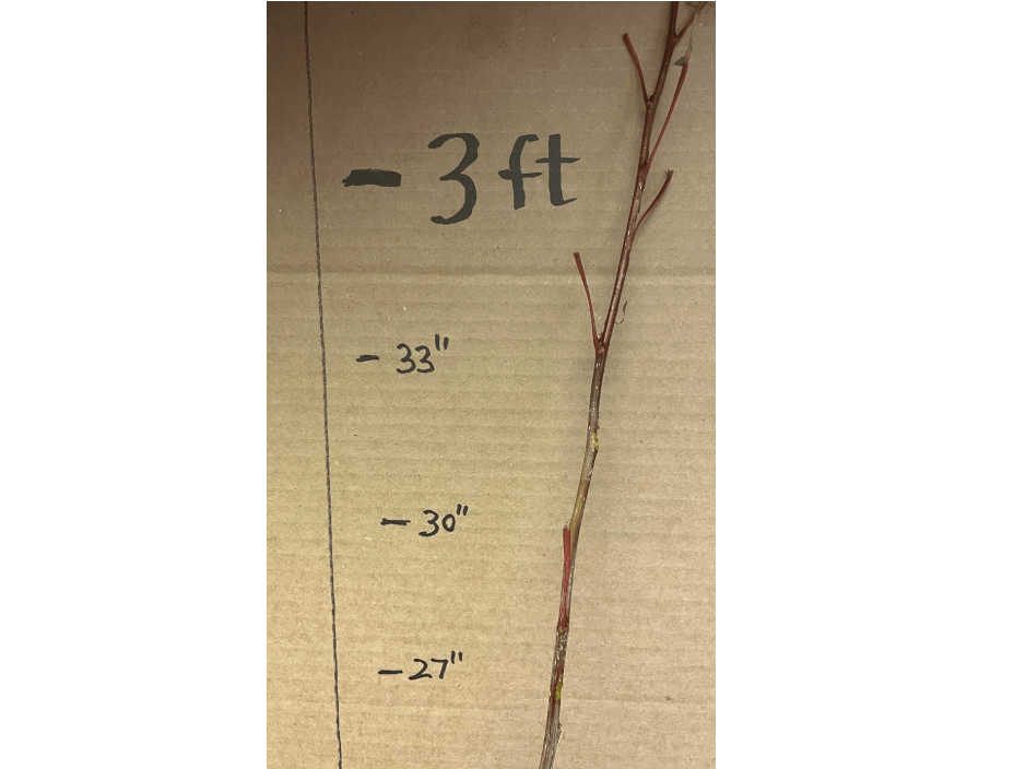  2-3 ft Tall Cottonwood Tree, 2 Year Old Bare Root Plant, Populus Fremontii