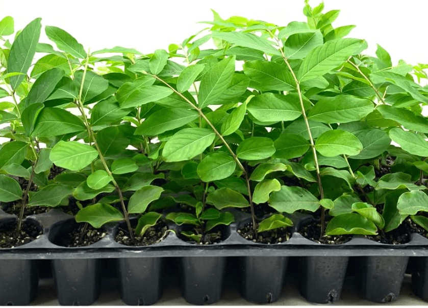 
Crape Myrtle Natchez | 10 Live Plants | Lagerstroemia Indica | Beautiful Low Maintenance White Blooming