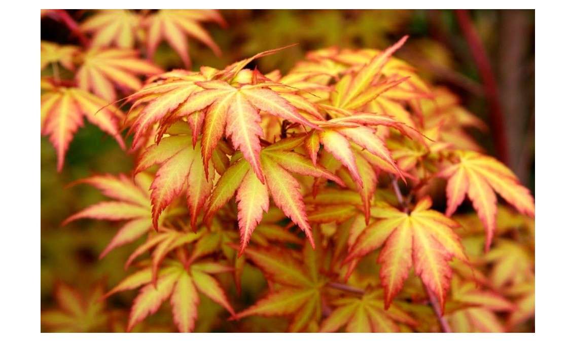 Coral Bark Japanese Maple Acer palmatum Sango Kaku 3 -Year Live Plant Brilliant Red Bark is Bright red, Year Round Beauty with a Spectacular Range of Leaf Color