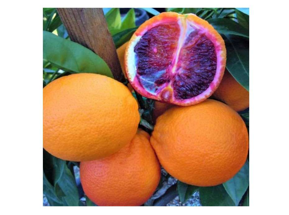TAPOBON Moro Blood Orange Variety Grafted Santra Fruit Live Plants & Tree(1-2 Feet Size)