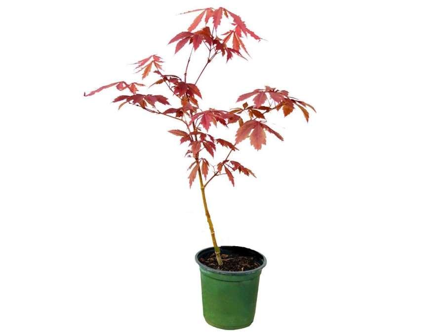 9GreenBox - Japanese Red Maple Tree Seedling