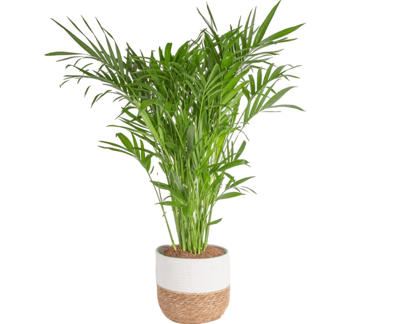  Costa Farms Cat Palm, Live Indoor Houseplant in Décor Planter, Tree-Like Floor House Plant Potted in Soil, Housewarming Gift for New Home, Living Room or.