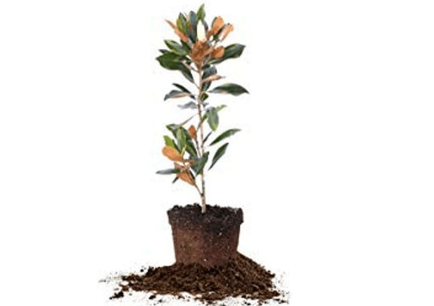 
Perfect Plants Little Gem Magnolia Live Plant, 2-3', Includes Care Guide
Size:2-3 ft. Tall