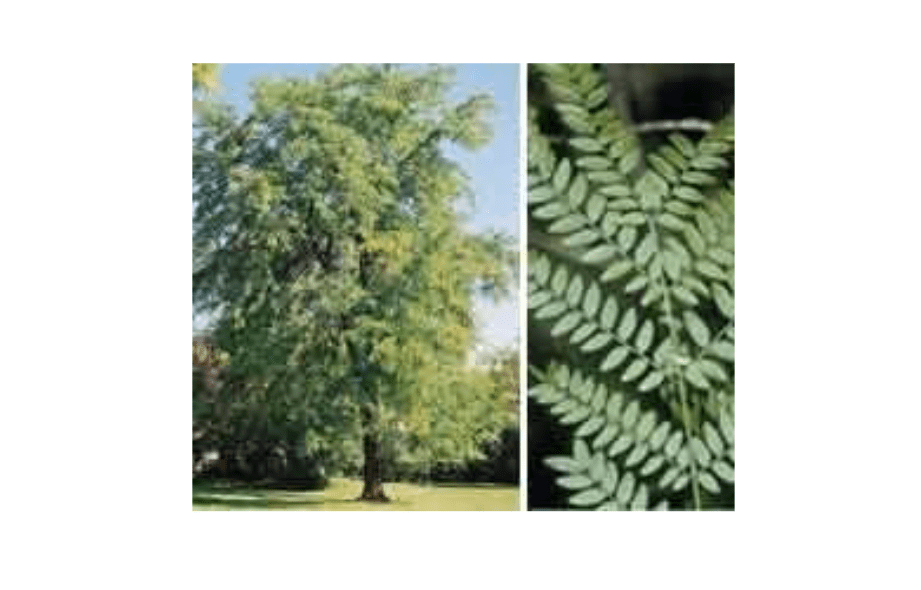  Gleditsia triacanthos: Honeylocust Seeds