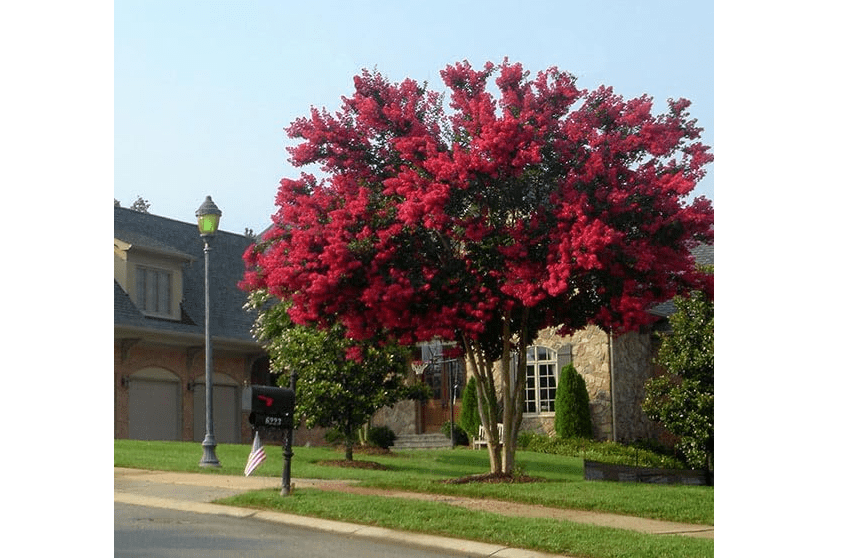  Brighter Blooms - Dynamite Red Crape Myrtle Tree, 2-3 Feet - Live Outdoor Flowering Plant - No Shipping to AZ, OR
