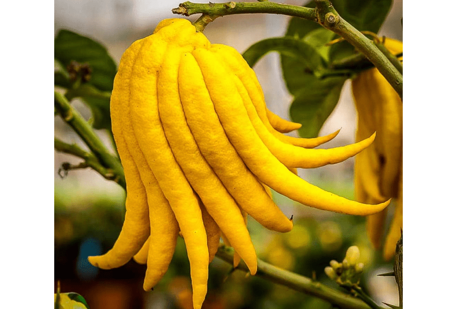 
Buddha's Hand Citrus Tree - Indoors/Out - No Ship to Tx,Fl,Az,Ca,La,Hi - 5" Pot