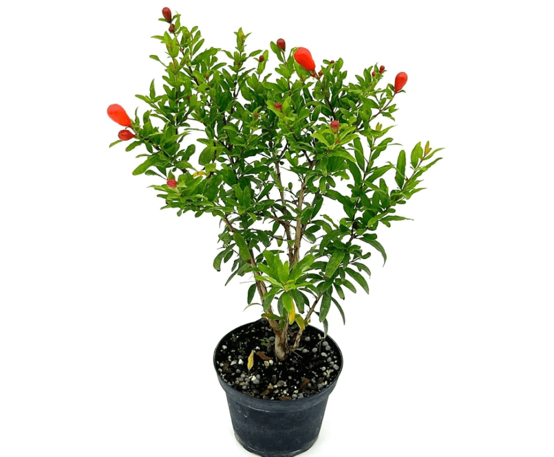
ragnaroc Live Fruit Trees – Punica Granatum Dwarf Pomegranate Plug 9-12” Tall - 1ct - Color When Flowering Red, Bonsai - Live Arrival Guaranteed