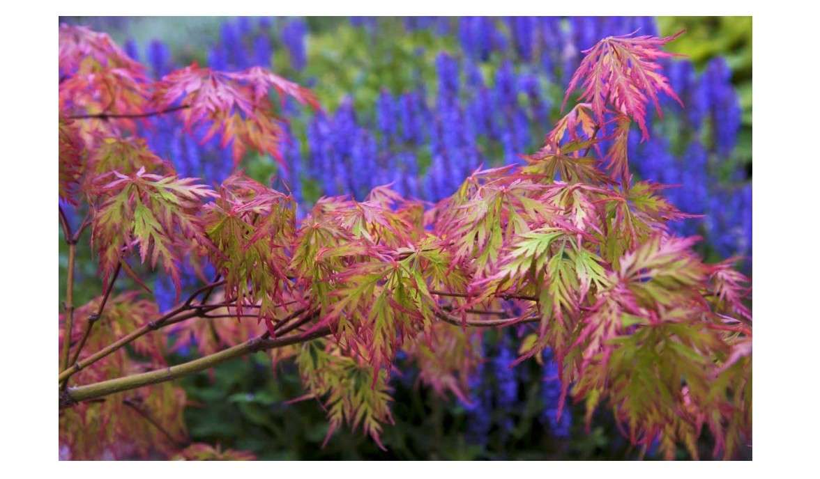 Weeping Green Laceleaf Japanese Maple Viridis - 3 Year Live Plant
