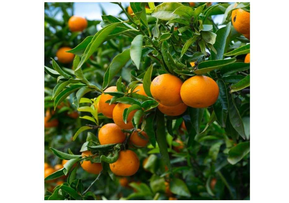 Satsuma Mandarin Tree Live, Mandarin Orange Tree, Seedless Orange Plant, Sweet Citrus Trees Live in Pot, 2 Feet Height No Ship to CA