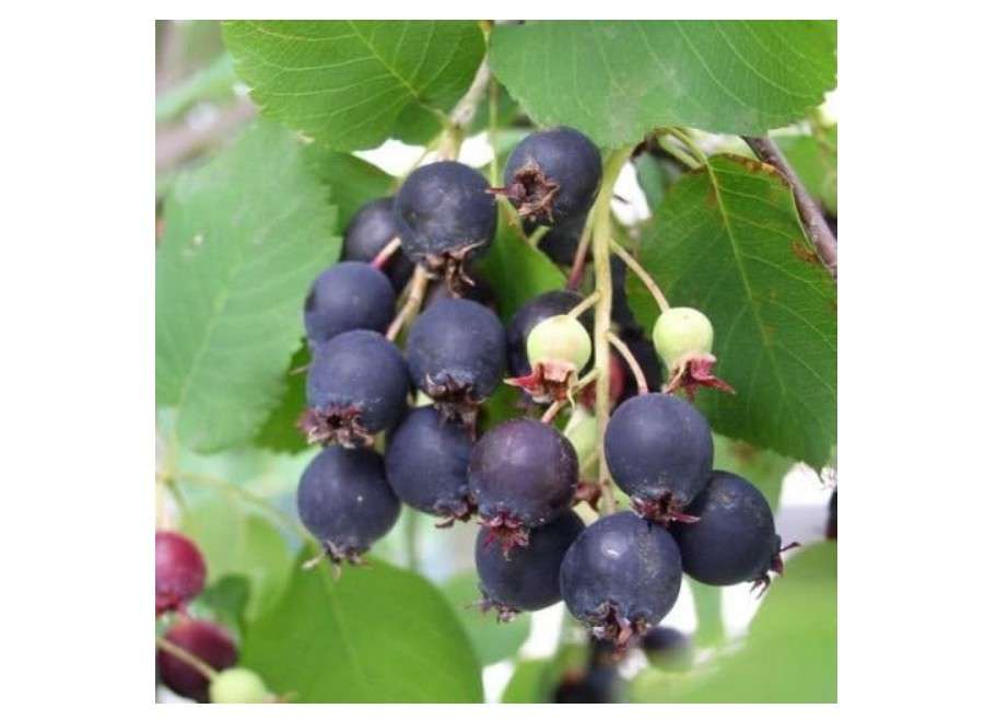 Saskatoon Serviceberry, Amelanchier alnifolia, Seeds (Edible, Fall Color, Hardy) 30