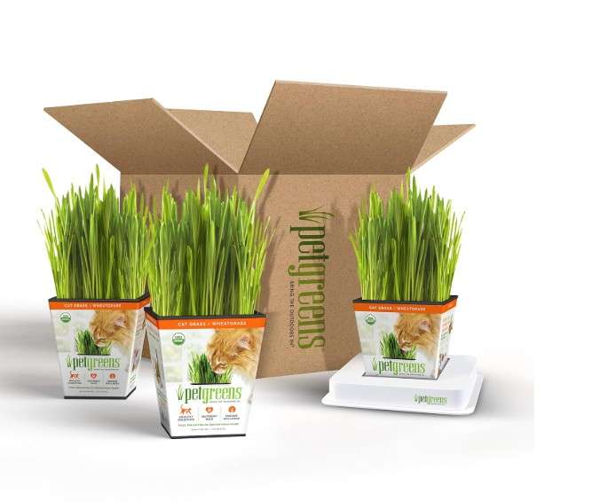 Pre-Grown Organic Cat Grass Plant for Indoor Cats. Natural Live cat Treats (3 Pack Cat Grass with Stand)
