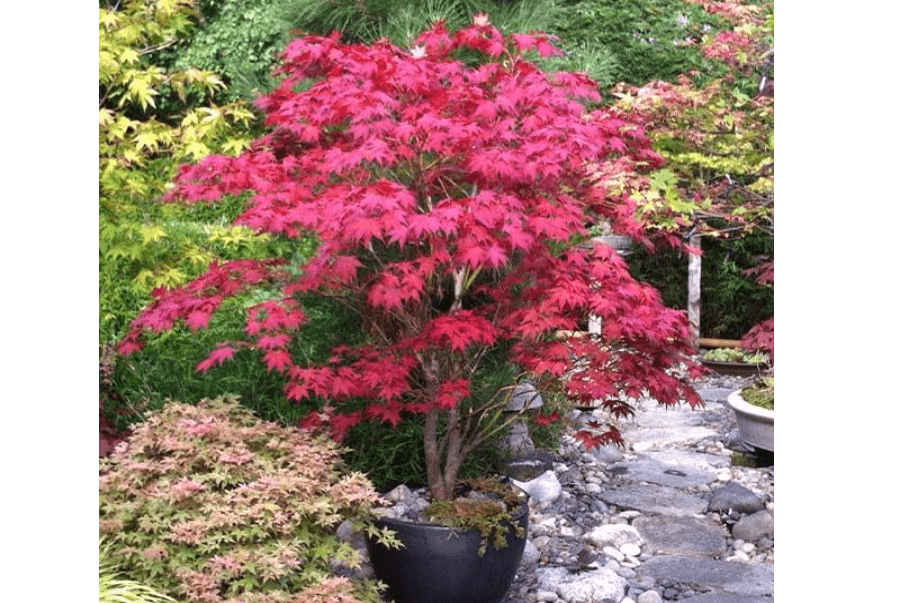 Brighter Blooms - Bloodgood Japanese Maple Tree, 1-2 ft. - No Shipping