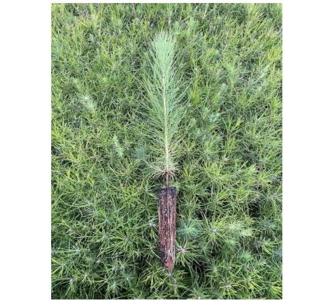 Loblolly Pine Tree Plants | 30 Live Seedlings | Pinus Taeda | Fast-Growing Evergreen for Landscaping | Ideal Plants for Large Spaces
