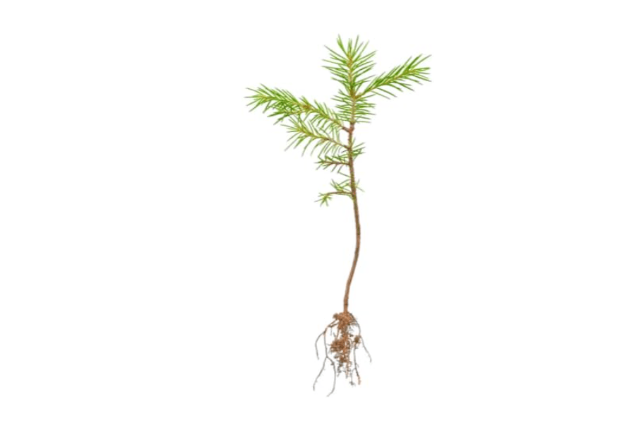  Qty 25 Organic Loblolly Pine | Pinus Taeda | Naturally Sprouted Starter Pine Tree Seedlings 6" to 12" inch