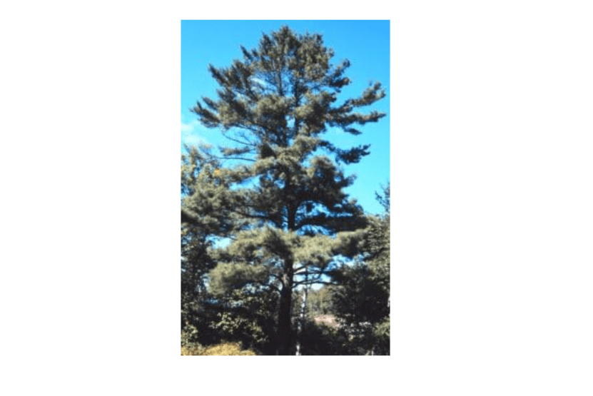  Pinus strobus: Eastern White Pine Seeds