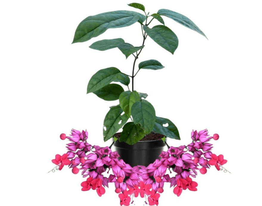 
2 Bleeding Heart Live Plants, 5-9 Inches, Clerodendrum Bleeding Heart Vine, Bell Shaped Flowers Well Rooted (Purple Bleeding Heart