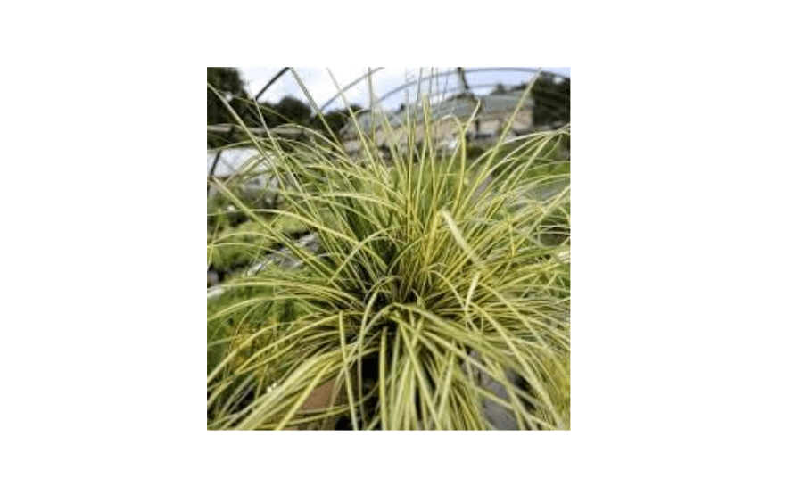 Carex Oshimensis Evergold Japanese Sedge, Variegated Green and Gold Ornamental Grass, Perennial Ground Cover for Shade Gardens (Classic Pint/Set o