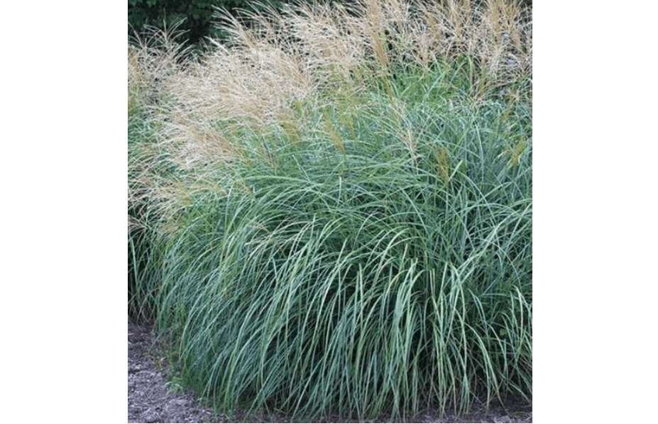 Maiden Grass Adagio Miscanthus Sinensis - Easy-Growing Ornamental Grass, Compact Size for Small Gardens & Containers, Stunning Fall & Winter Blooms