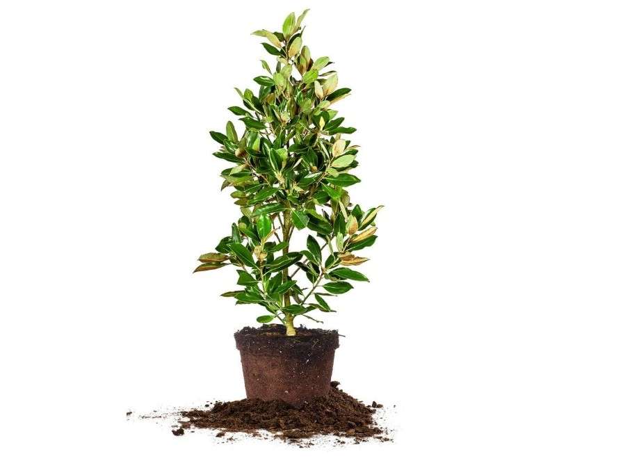 Little GEM Magnolia - Size: 2-3 ft, Live Plant, Includes Special Blend Fertilizer & Planting Guide