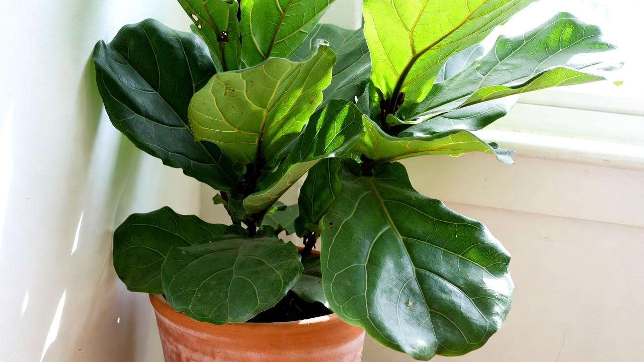 A vibrant Fiddle Leaf Fig in a terracotta pot against a white wall, showcasing its glossy green leaves. 