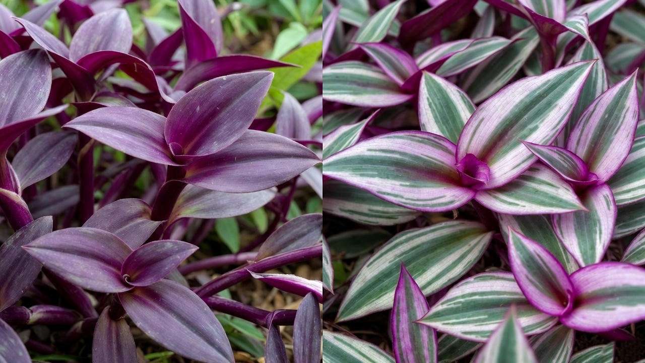 Close-up comparison of $Tradescantia$ $pallida$ ('Purple Heart') and $Tradescantia$ $zebrina$ 'Quadricolor' showing distinct purple foliage.