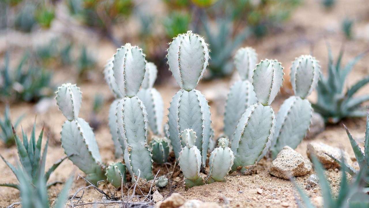 Close-up of a ghost cactus plant in a desert setting, showcasing pale leaves and zigzag stems, surrounded by sand and rocks.
