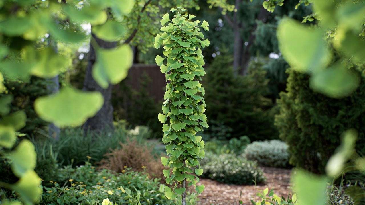  Columnar ginkgo tree with upright narrow growth and green fan-shaped leaves.
