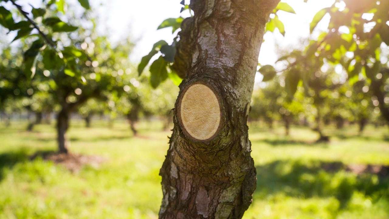 Close-up of a grafted apple tree showing the graft union in a sunny orchard.