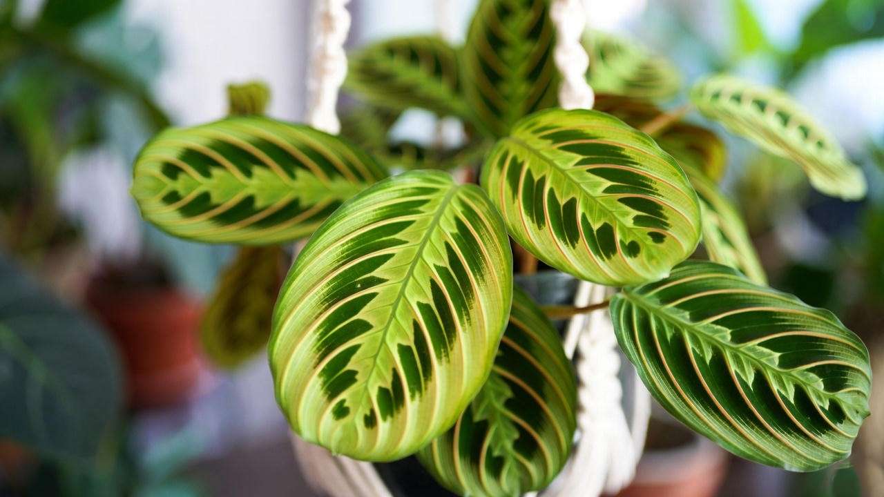 Close-up of a Lemon Lime Maranta, a yellow house plant with vibrant yellow-green leaves in a macramé planter, showcasing intricate patterns.