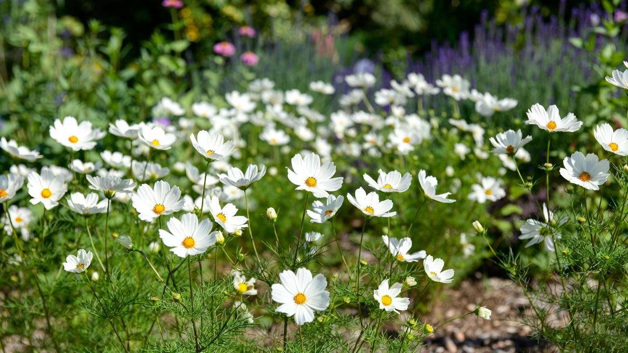 Cosmos plant white thriving in a sunny garden bed with companion plants, showcasing ideal growing conditions for vibrant blooms.
