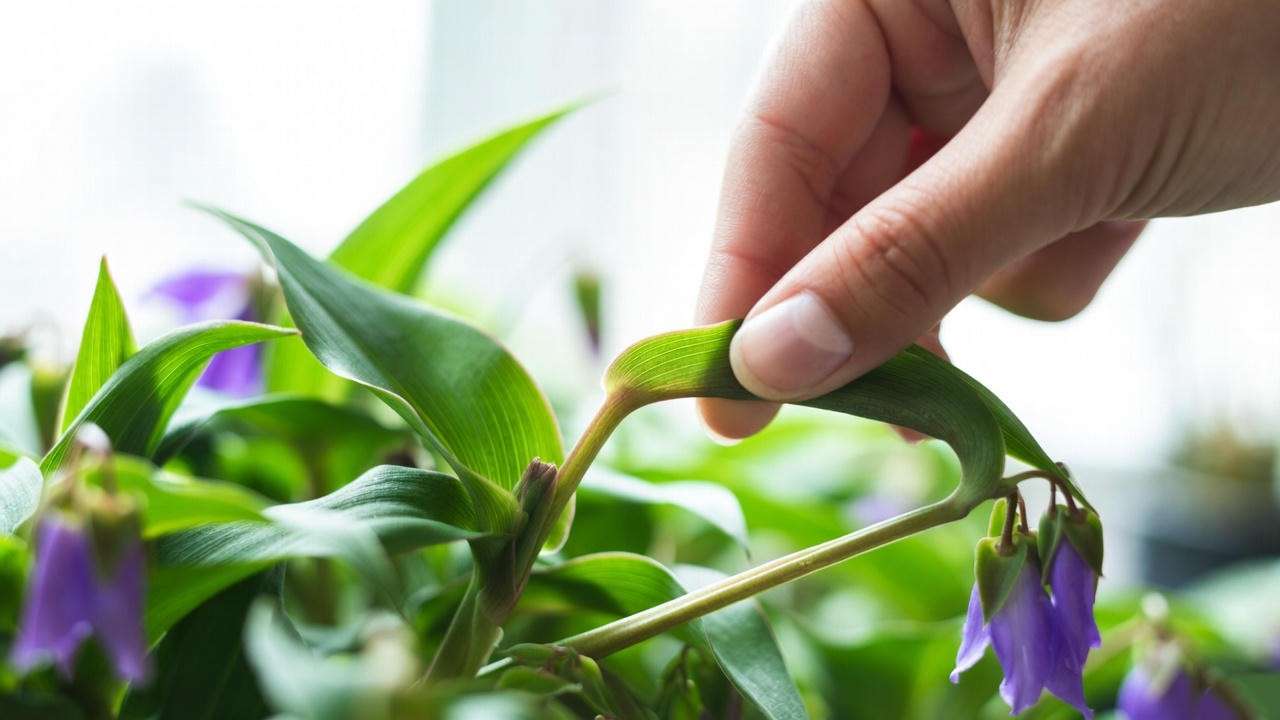 Hand demonstrating how to pinch the tip of a purple spiderwort stem to promote bushier growth