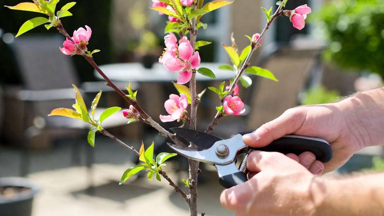 Gardener pruning a dwarf peach tree in a container on a sunny patio, showcasing proper care techniques.
