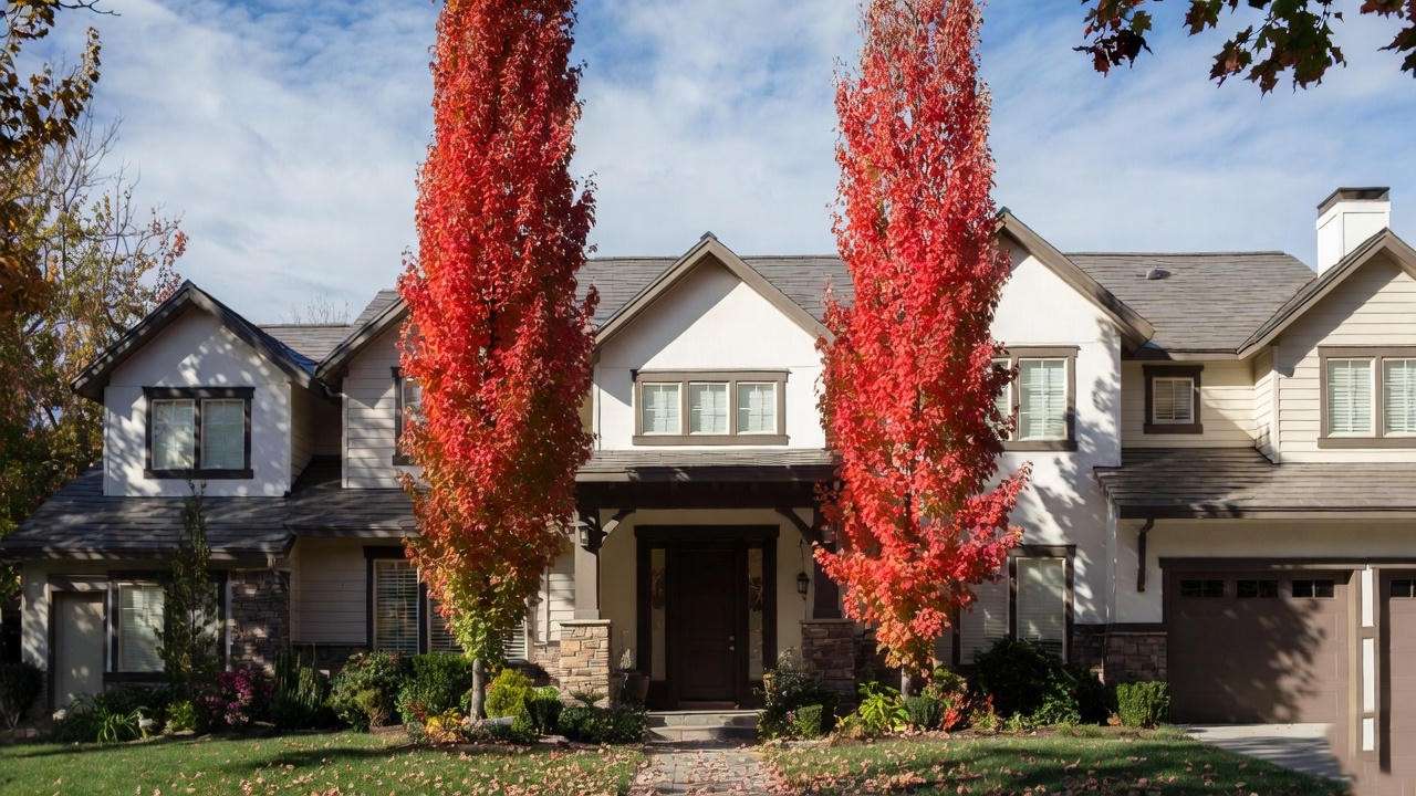Two mature Columnar Maple Trees in vibrant autumn color used in a narrow space design, demonstrating the "Sentinel Effect" framing a modern home entrance.