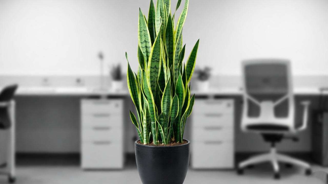 A Snake Plant in a black pot in a minimalist office with sleek, modern decor. 