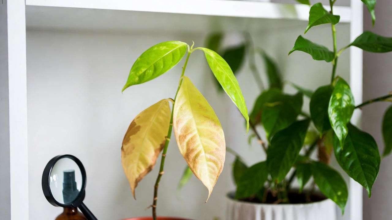 Croton ‘Petra’, a yellow house plant, with fading leaves next to a healthy plant, alongside neem oil and a magnifying glass for troubleshooting.