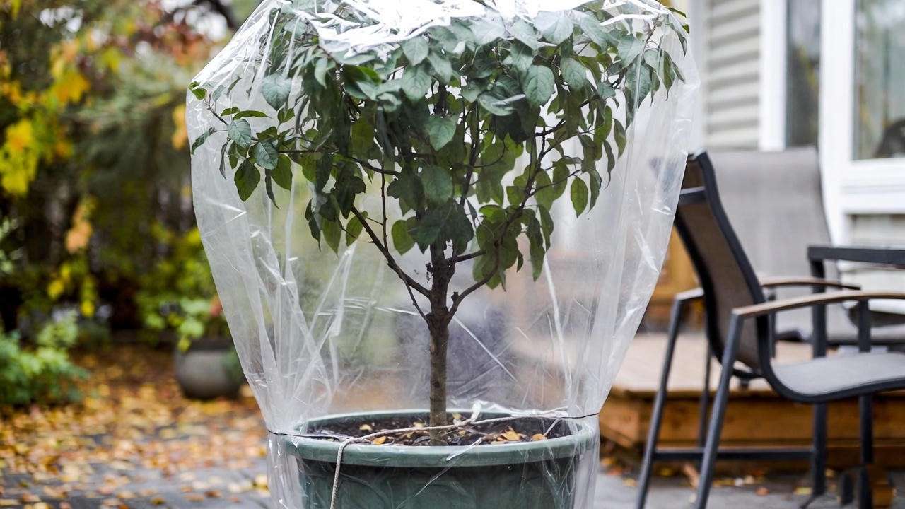 Dwarf apple tree in a pot with a frost blanket on a patio, prepared for winter care.

