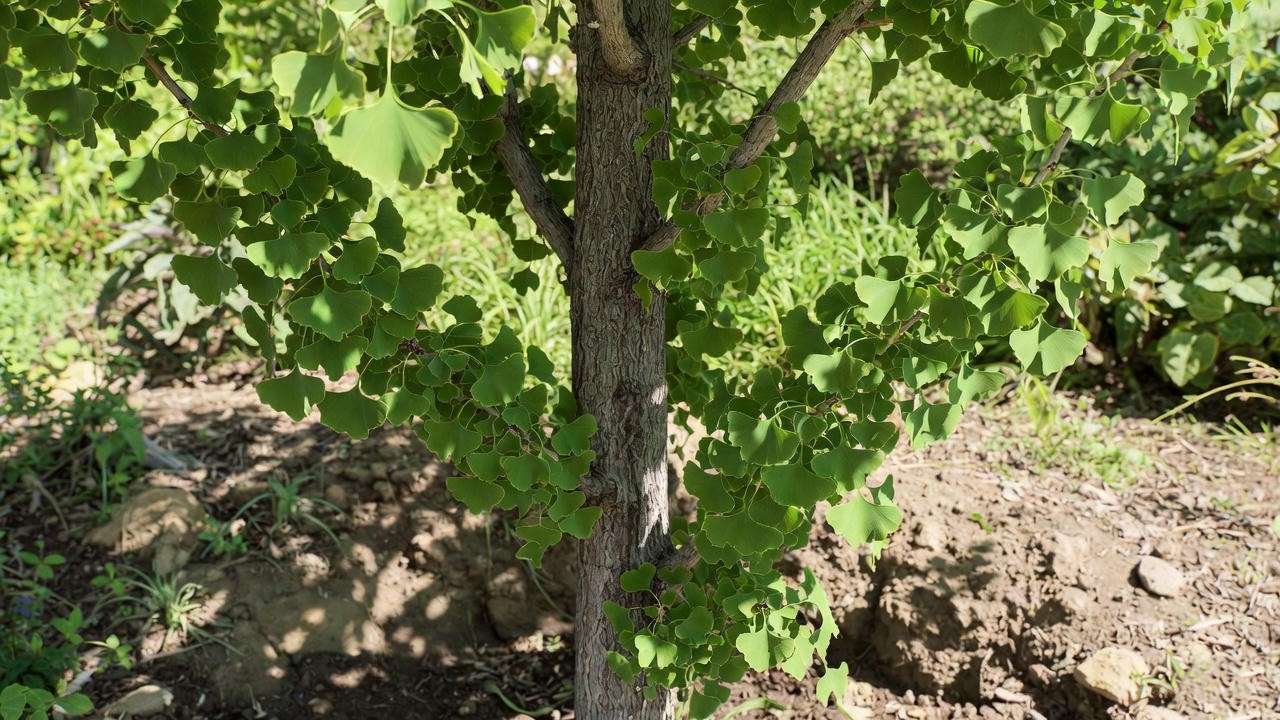Columnar ginkgo tree planted in full sun with proper spacing in a landscaped yard.

