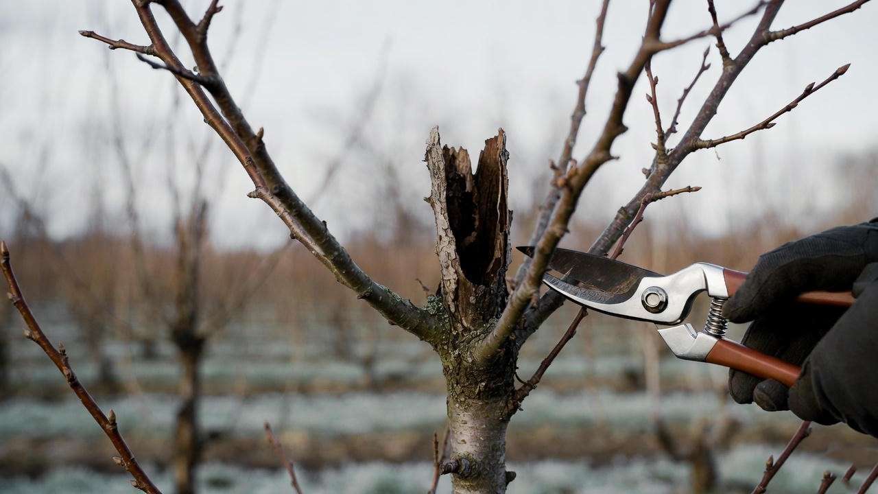 Gardener pruning a dwarf grafted apple tree in a winter orchard