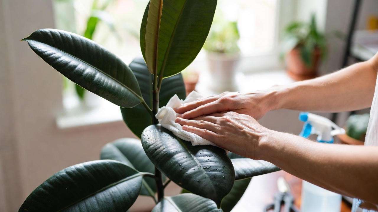  Hands wiping a Rubber Plant’s leaves with a cloth, surrounded by plant care tools in a bright room. 
