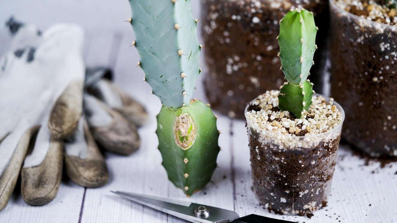Ghost cactus plant stem cutting and planted cutting on a wooden surface, illustrating succulent propagation steps.