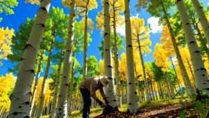 Best Fertilizer for Aspen Trees
