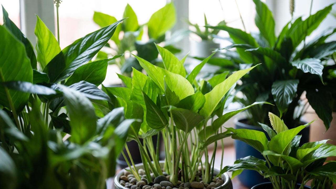 7 Tips to Keep Your Green Leaf Plant Thriving Year-Round